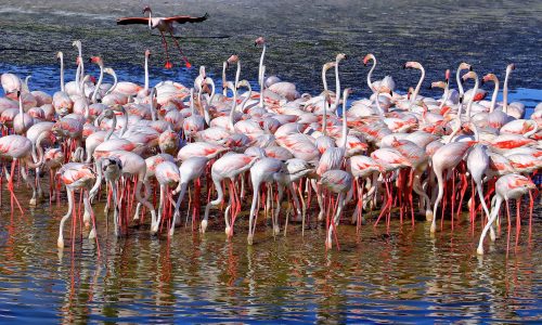 Ras Al Khor Wildlife Sanctuary
